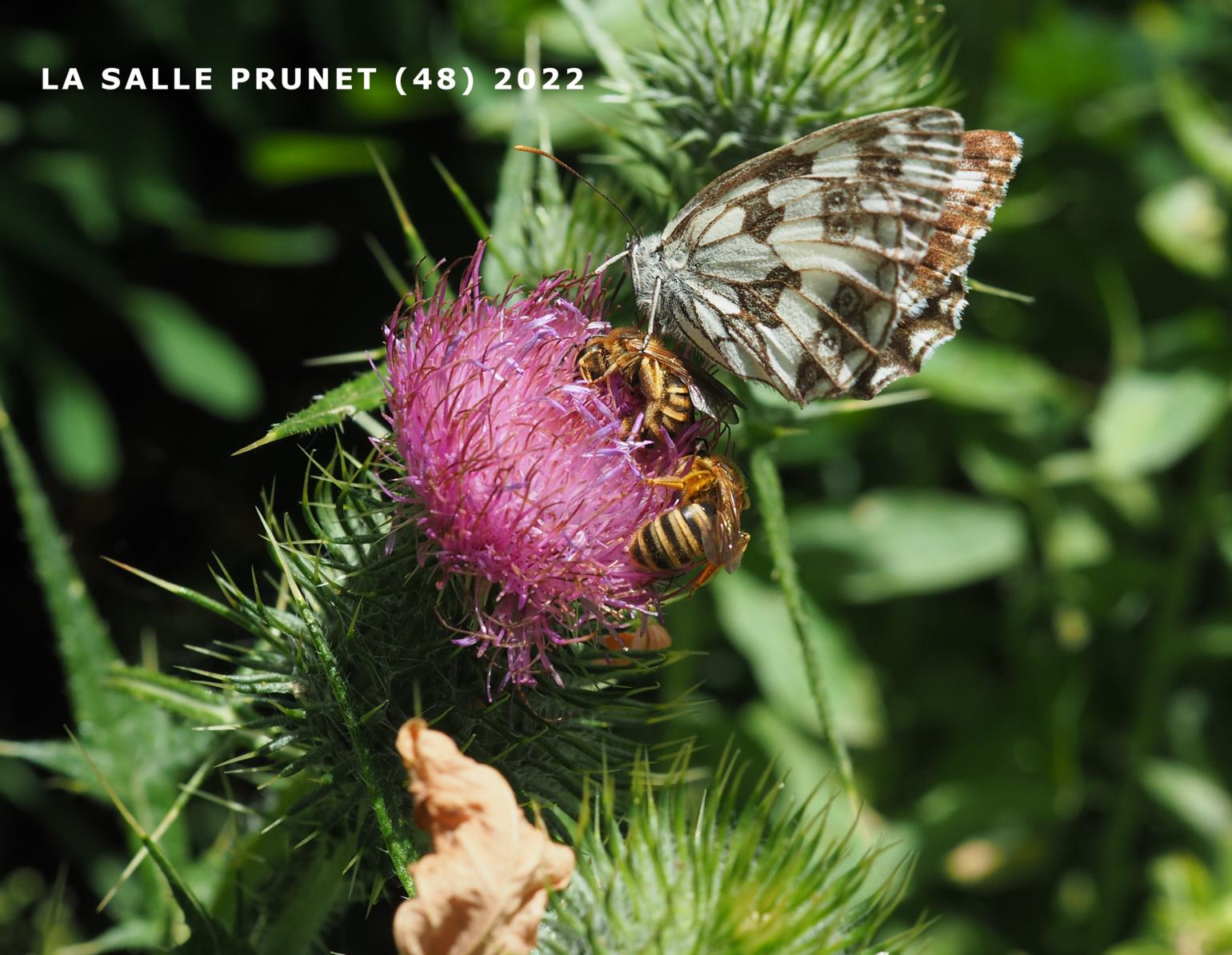 Thistle, Spear